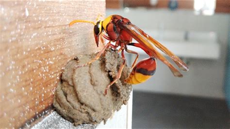 蜂在家築巢 房間可以養魚嗎